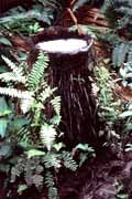 Ostrov Siberut. Sumatra, Indon�sie.