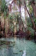 Mataranka - term�ln� l�zn�. Austr�lie.