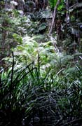 D�ungle v oblasti Cape Tribulation. Austr�lie.