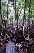 D�ungle v oblasti Cape Tribulation. Austr�lie.