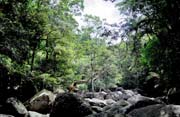 D�ungle v oblasti Cape Tribulation. Austr�lie.