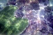 Kor�ly. Nusa Tenggara, Indon�sie.