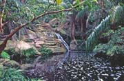 N�rodn� park Bako. Sarawak,  Malajsie.
