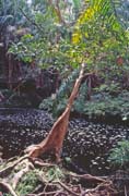 N�rodn� park Bako. Malajsie.