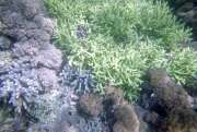 Kor�ly. Nusa Tenggara, Indon�sie.