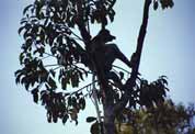 Nosat� opice proboscis v n�rodn�m parku Tanjung Puting. Kalimantan, Indon�sie.
