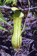 Maso�ravka. Kalimantan, Indon�sie.
