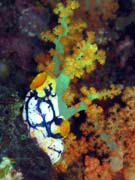 Polycarpa aurata a kor�ly. Pot�p�n� u ostrova Bangka, lokalita Sahaung. Sulawesi, Indon�sie.