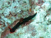 Nembrotha Nudibranch. Pot�p�n� u ostrova Bangka, lokalita Sahaung. Sulawesi, Indon�sie.