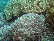 Pot�p�n� u ostrova Bangka, lokalita Sahaung. Sulawesi, Indon�sie.