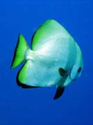 Pot�p�n� u ostrova Bunaken, lokalita Lekuan I. Sulawesi, Indon�sie.