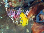 Pot�p�n� u ostrova Bunaken, lokalita Timur. Sulawesi, Indon�sie.