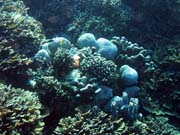 Pot�p�n� u ostrova Bunaken, lokalita Timur. Sulawesi, Indon�sie.