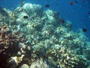 Pot�p�n� u ostrova Bunaken, lokalita Timur. Sulawesi, Indon�sie.