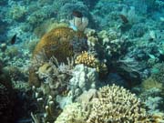 Pot�p�n� u ostrova Bunaken, lokalita Timur. Sulawesi, Indon�sie.