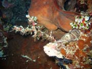 Pot�p�n� u ostrova Bunaken, lokalita Muka Kampung. Sulawesi, Indon�sie.