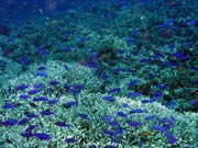 Pot�p�n� u ostrova Bunaken, lokalita Fukui. Sulawesi, Indon�sie.