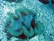 Giant Clam, Pot�p�n� u ostrova Bunaken, lokalita Fukui. Sulawesi, Indon�sie.