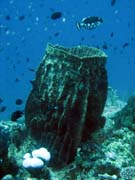 Pot�p�n� u ostrova Bunaken, lokalita Fukui. Sulawesi, Indon�sie.