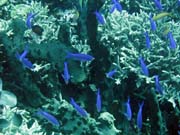 Pot�p�n� u ostrova Bunaken, lokalita Fukui. Sulawesi, Indon�sie.