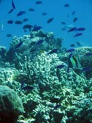 Pot�p�n� u ostrova Bunaken, lokalita Fukui. Sulawesi, Indon�sie.