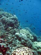 Pot�p�n� u ostrova Bunaken, lokalita Fukui. Sulawesi, Indon�sie.