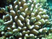 Pot�p�n� u ostrova Bunaken, lokalita Fukui. Sulawesi, Indon�sie.