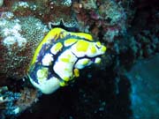 Pot�p�n� u ostrova Bunaken, lokalita Siladan I. Sulawesi, Indon�sie.