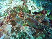 Scorpion Fish. Pot�p�n� u ostrova Bunaken, lokalita Siladan I. Sulawesi, Indon�sie.