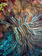 Pot�p�n� u ostrova Bunaken, lokalita Siladan I. Sulawesi, Indon�sie.