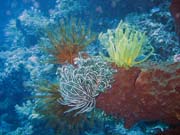 Pot�p�n� u ostrova Bunaken, lokalita Siladan I. Sulawesi, Indon�sie.