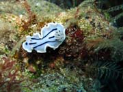 Chromodoris willani nudibranch. Pot�p�n� u ostrova Bunaken, lokalita Siladan I. Sulawesi, Indon�sie.