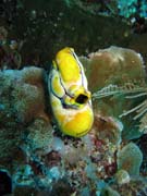 Polycarpa aurata a kor�ly. Pot�p�n� u ostrova Bunaken, lokalita Siladan I. Sulawesi, Indon�sie.