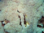 Pot�p�n� u ostrova Bunaken, lokalita Siladan I. Sulawesi, Indon�sie.