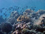 Pot�p�n� u ostrova Bunaken, lokalita Siladan I. Sulawesi,  Indon�sie.