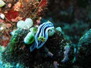 Chromodoris boucheti nudibranch.  Pot�p�n� u ostrova Bunaken, lokalita Siladan I. Sulawesi, Indon�sie.