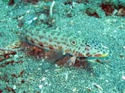 Pot�p�n� u ostrova Bunaken, lokalita Molas Wreck. Sulawesi, Indon�sie.
