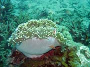 Anemone. Pot�p�n� u ostrova Bunaken, lokalita Molas Wreck. Sulawesi, Indon�sie.