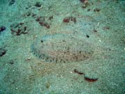 Pot�p�n� u ostrova Bunaken, lokalita Molas Wreck. Sulawesi, Indon�sie.