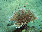 Pot�p�n� u ostrova Bunaken, lokalita Molas Wreck. Sulawesi, Indon�sie.