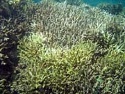 Pot�p�n� u ostrova Bunaken, lokalita Molas Wreck. Sulawesi, Indon�sie.