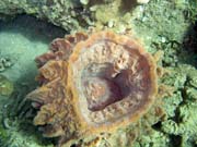Pot�p�n� u ostrova Bunaken, lokalita Molas Wreck. Sulawesi, Indon�sie.