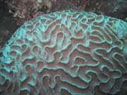 Pot�p�n� u ostrova Bunaken, lokalita Lekuan III. Sulawesi, Indon�sie.