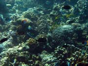 Pot�p�n� u ostrova Bunaken, lokalita Lekuan I. Sulawesi, Indon�sie.