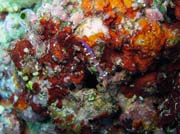 Pot�p�n� u ostrova Bunaken, lokalita Mandolin. Sulawesi, Indon�sie.