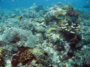 Pot�p�n� u ostrova Bunaken, lokalita Mandolin. Sulawesi, Indon�sie.
