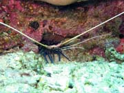 Kreveta (Shrimp). Pot�p�n� u ostrova Bunaken, lokalita Mandolin. Sulawesi, Indon�sie.