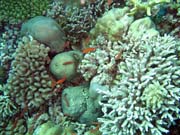 Pot�p�n� u ostrova Bunaken, lokalita Mandolin. Sulawesi, Indon�sie.