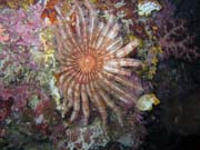 Pot�p�n� u ostrova Bunaken, lokalita Chelo Chelo. Sulawesi, Indon�sie.
