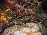 Pot�p�n� u ostrova Bunaken, lokalita Chelo Chelo. Sulawesi, Indon�sie.